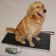 AMSTON-SCALES-700-LB-x-01-LB-38-x-20-Inch-Platform-Vet-Veterinary-Animal-Livestock-Dog-Goat-Calf-Pig-Sheep-4H-Digital-Scale-0-0