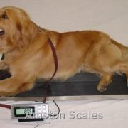 AMSTON-SCALES-700-LB-x-01-LB-38-x-20-Inch-Platform-Vet-Veterinary-Animal-Livestock-Dog-Goat-Calf-Pig-Sheep-4H-Digital-Scale-0